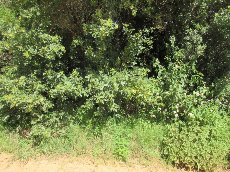 0 Bedroom Property for Sale in Bathurst Eastern Cape